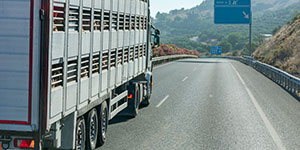 Empleos de conduccion de camiones CDL para Ganado